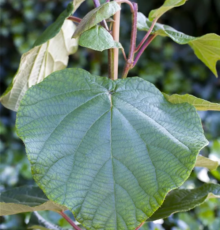 Kiwi 'Atlas' (männlich)